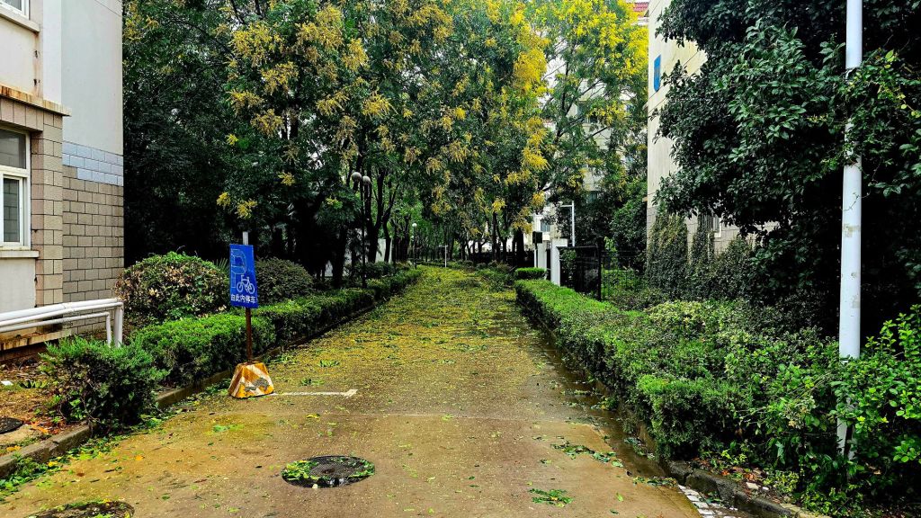 After the Typhoon, the avenues became leaf strewn.