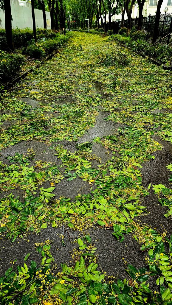 These trees are flowering with delicate little yellow flowers.