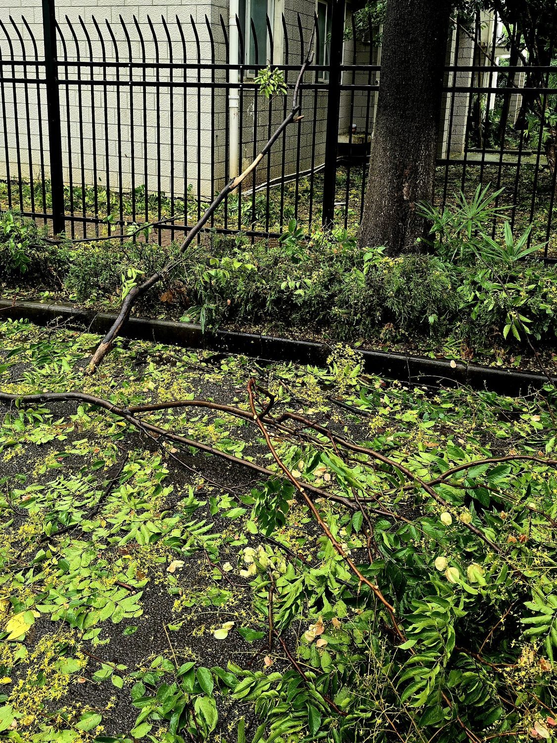 The damage is largely superficial in the avenue.