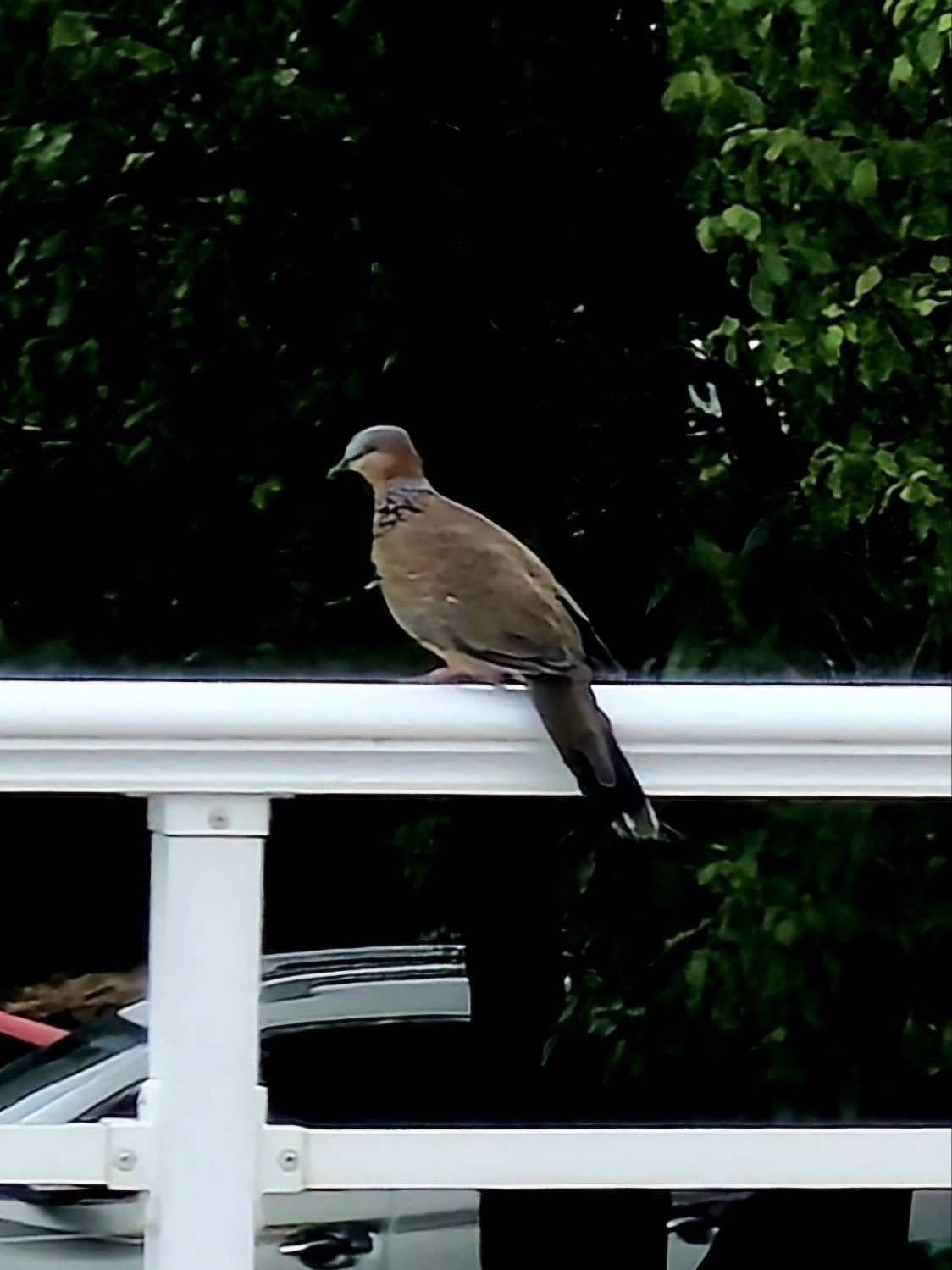 The first bird I can capture in focus and it's a pigeon. 