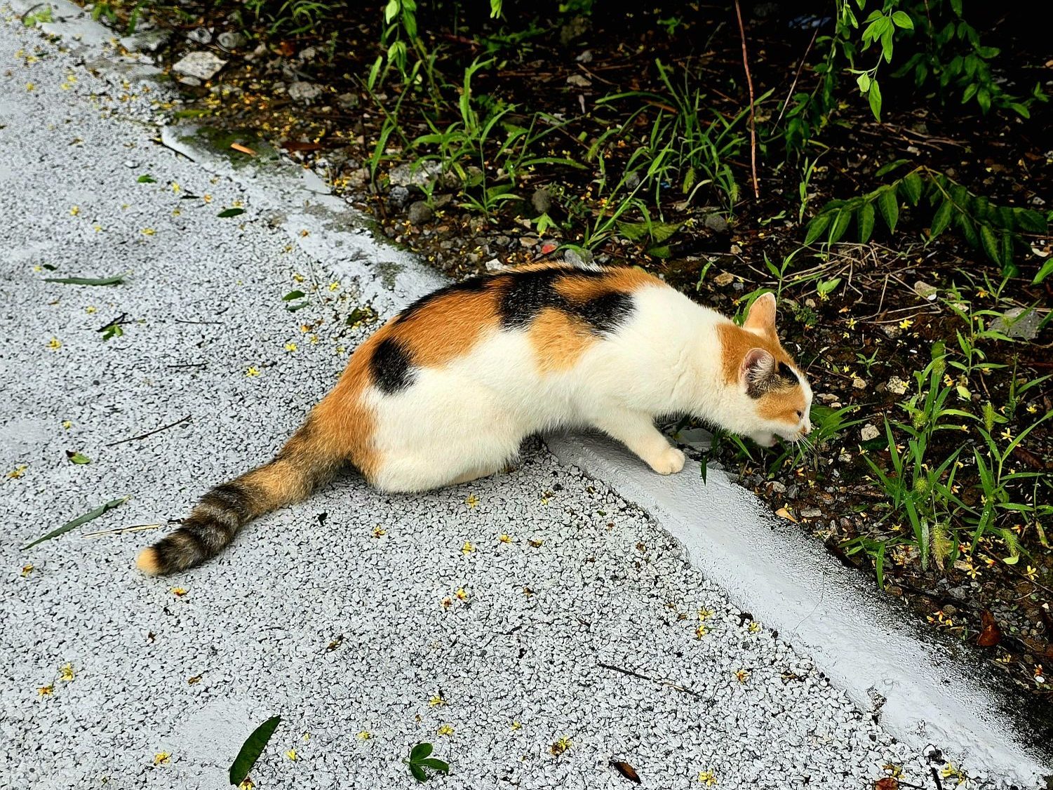 "Homeless Cats" more like campus cats. They have little houses and the students put out water and food for them everyday.